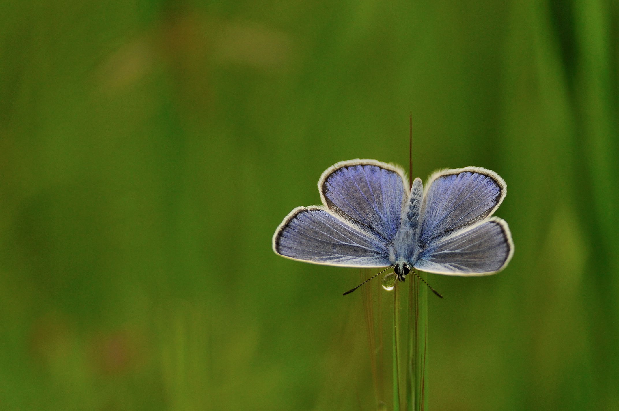 Fiocchetto azzurro